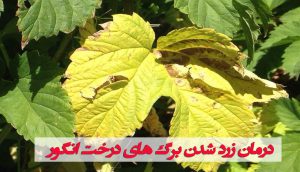 درمان زرد شدن برگ های درخت انگور