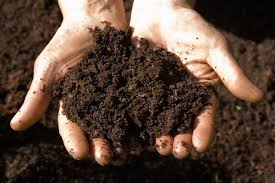 بهترین نوع خاک مناسب گردو